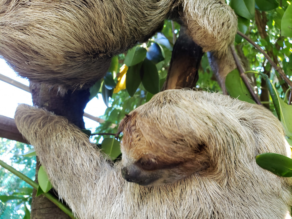 Monkey & Sloth Eco Park West Bay Beach or Snorkel