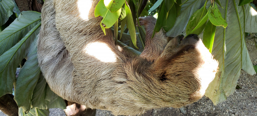 Monkey & Sloth Eco Park West Bay Beach or Snorkel