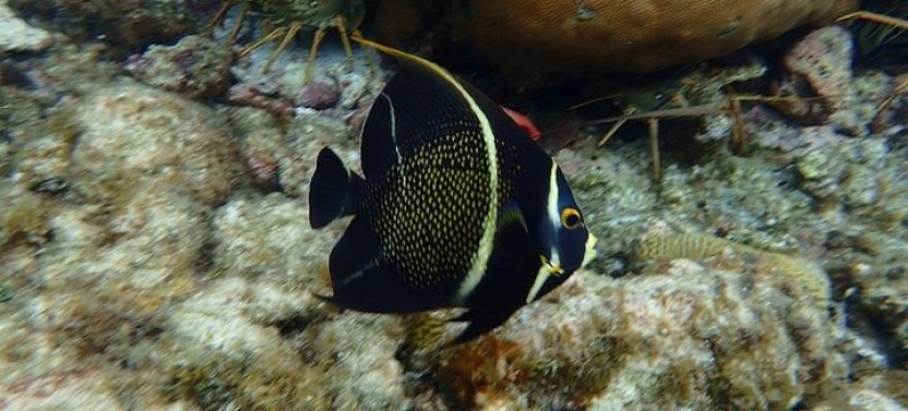 3 Stops Snorkel Hopping & Beach in Roatan