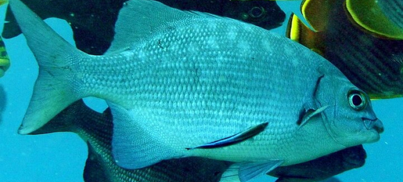 3 Stops Snorkel Hopping & Beach in Roatan
