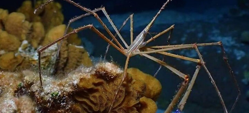 Roatan Night Snorkel Adventure