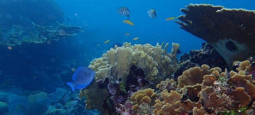 1 Stop Snorkel Adventure with Beach Break