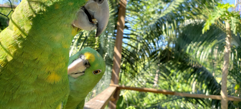 Monkey's & Sloth Park (Only)