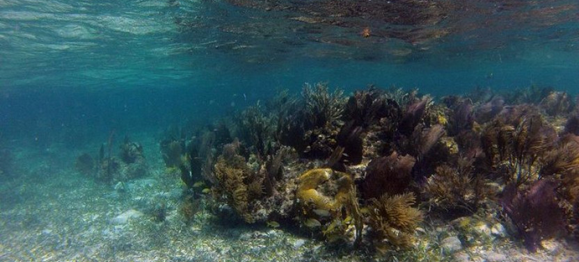 Roatan - The All in one Roatan Adventure