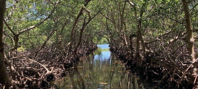 East Side Mangrove Tunnels & Snorkel Adventure