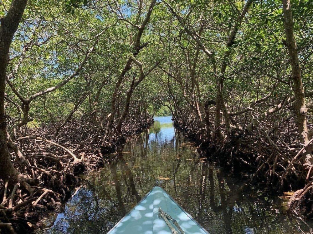 East Side Mangrove Tunnels & Snorkel Adventure
