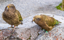 Cheeky Kea Travel3