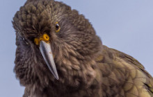 Cheeky Kea Travel2