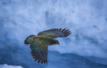 Cheeky Kea Travel2