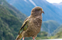 Cheeky Kea Travel13