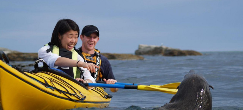 Kaikoura Day Tour With Kayak Experience & Lunch (Small Group)