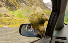 Cheeky Kea Travel5