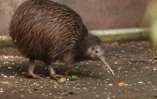 Cheeky Kea Travel8