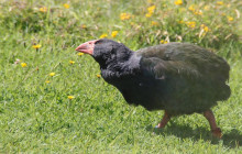 Cheeky Kea Travel2