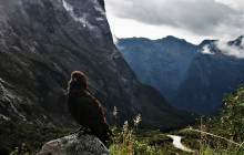 Cheeky Kea Travel5