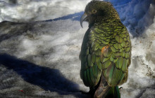 Cheeky Kea Travel13