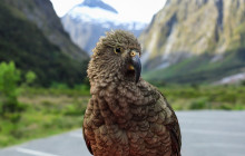 Cheeky Kea Travel8