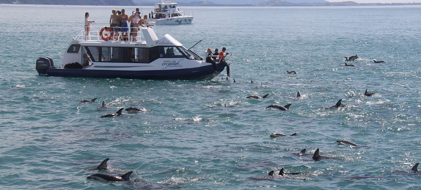 Kaikoura Day Trip from Christchurch with Dolphin Encounter (Small Group)