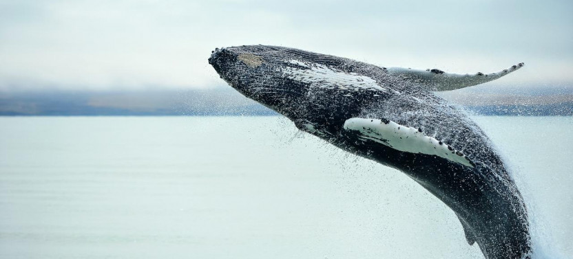 Kaikoura Day Trip from Christchurch with Whale Watch (Small Group)