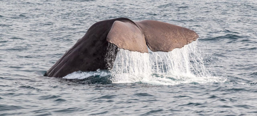 Kaikoura Day Trip from Christchurch with Whale Watch (Small Group)