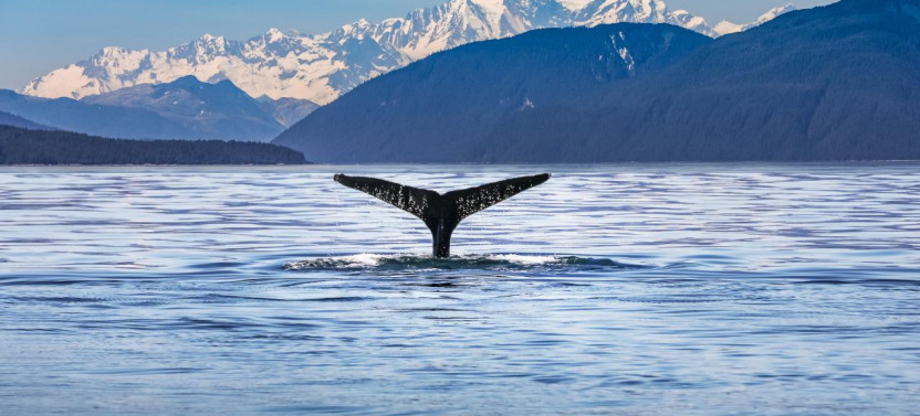 Kaikoura Day Trip from Christchurch with Whale Watch (Small Group)