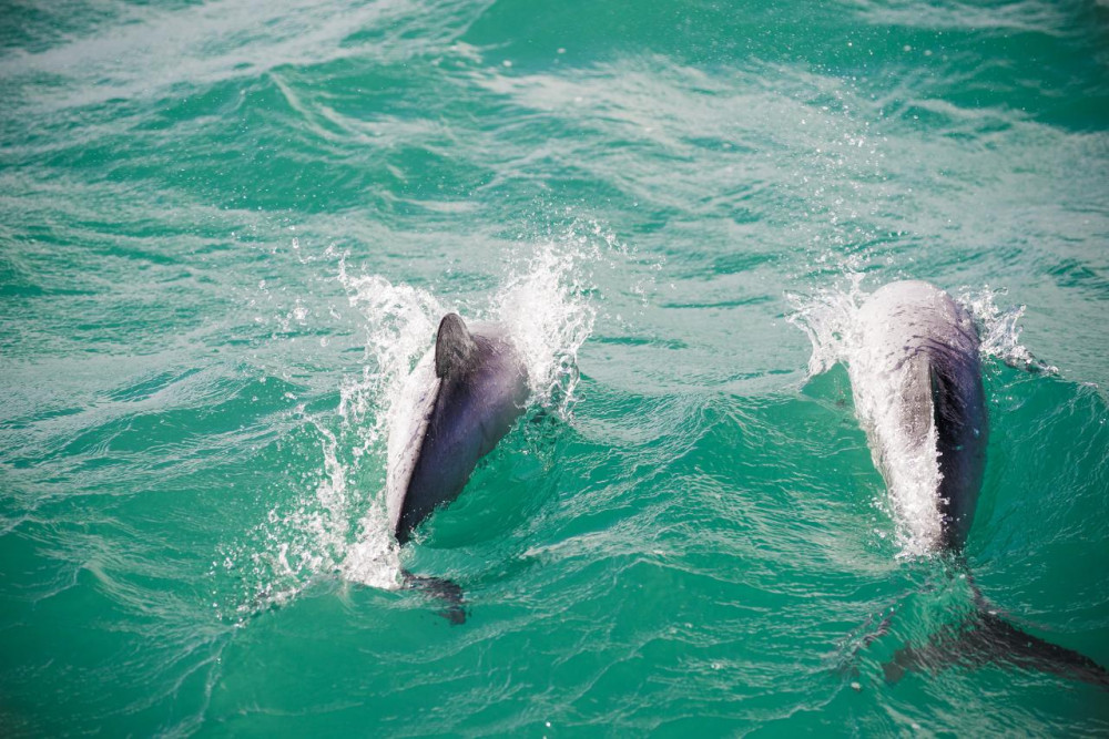 Akaroa Day Trip from Christchurch with Dolphin Swim (Small Group)