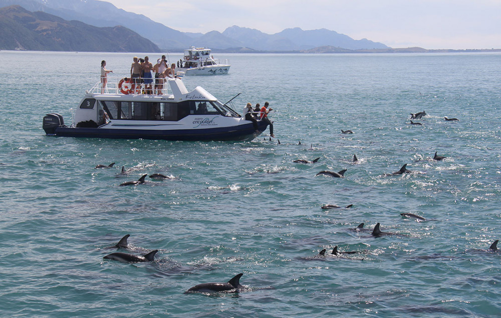 Kaikoura Day Tour from Christchurch (Small Group)