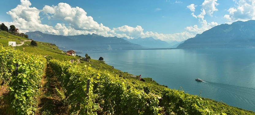Swiss Wine Tasting in Lavaux Vineyards