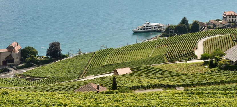 Swiss Wine Tasting in Lavaux Vineyards