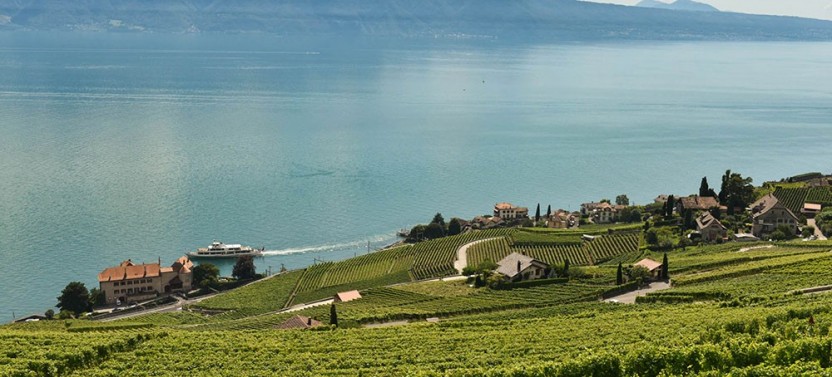 Swiss Wine Tasting in Lavaux Vineyards
