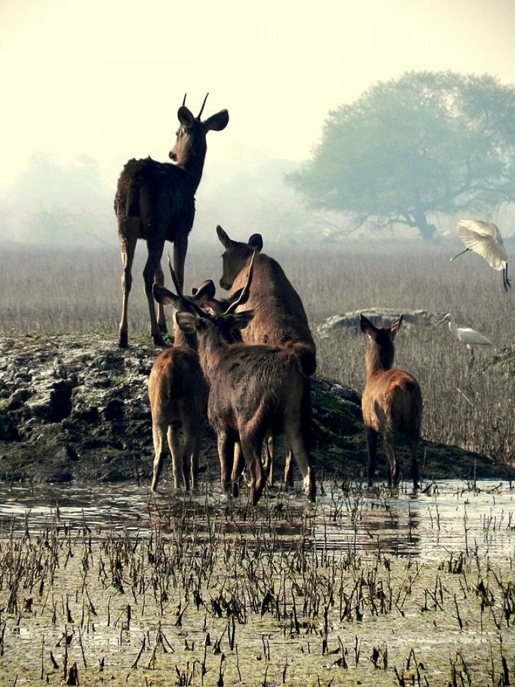 Keoladeo National Park Sights Attractions Project Expedition Keoladeo National Park Sights Attractions Project Expedition