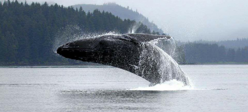 Whale Watching Cruise