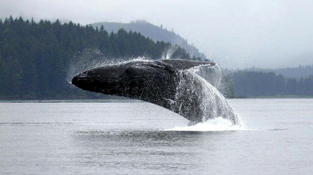 Whale Watching Cruise