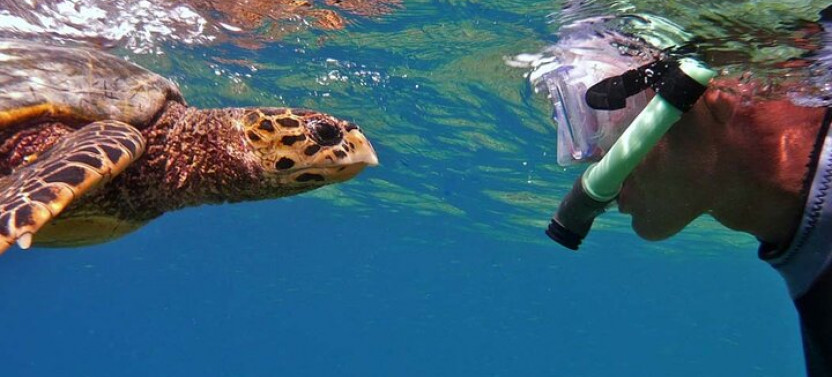Hamata Island Snorkeling Sea Trip With Lunch From Marsa Alam