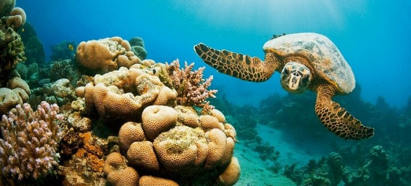 Hamata Island Snorkeling Sea Trip With Lunch From Marsa Alam