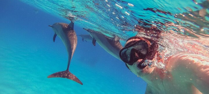 Snorkeling With Dolphins & Lunch In Sataya Reefs From Marsa Alam