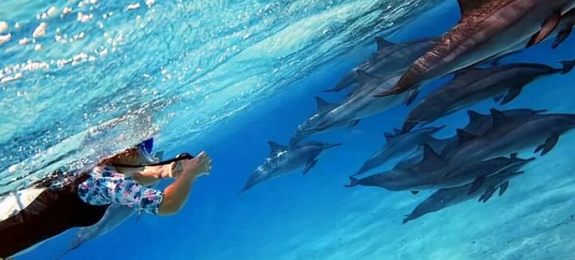 Snorkeling With Dolphins & Lunch In Sataya Reefs From Marsa Alam