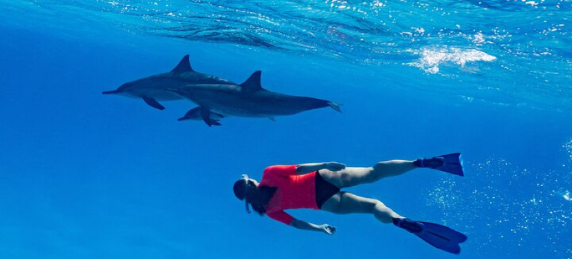 Private Speedboat Swimming And Dolphin Watching In Hurghada