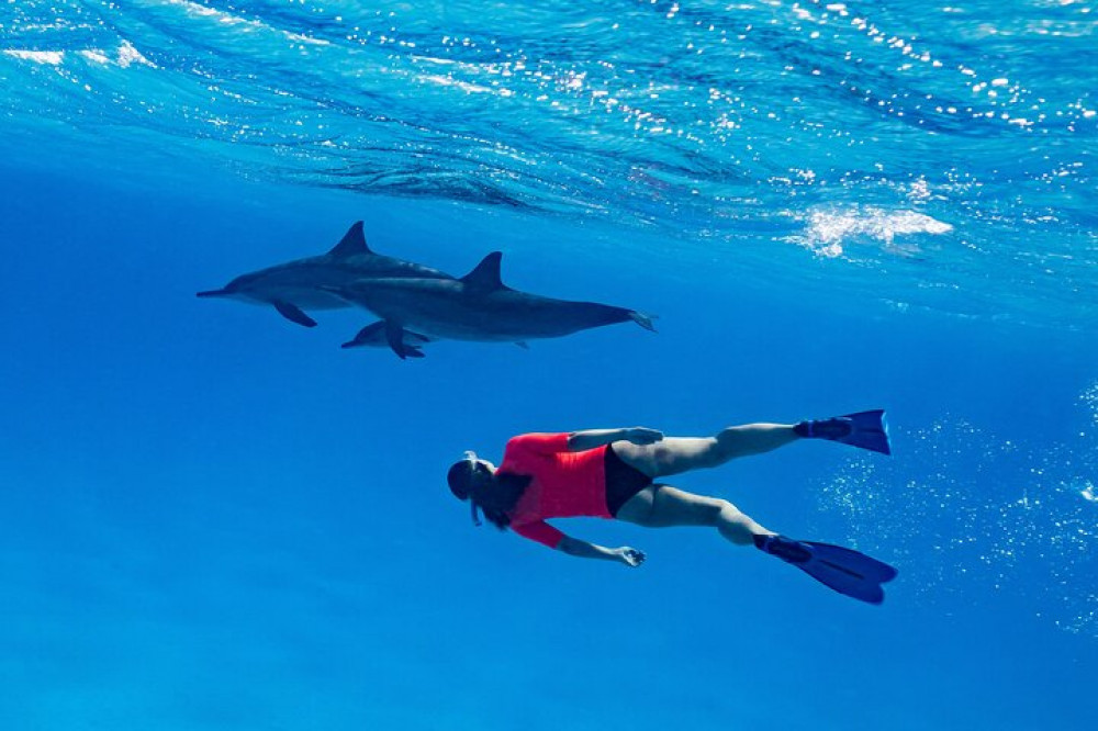 Private Speedboat Swimming And Dolphin Watching In Hurghada