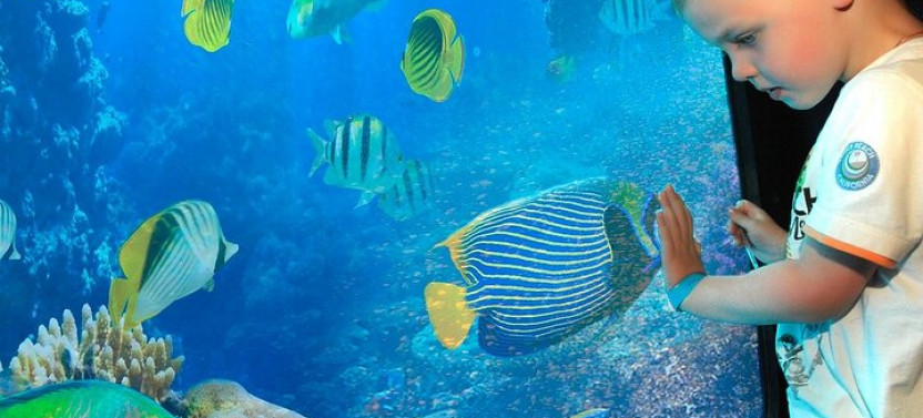 Sea Scope Semi Submarine Tour With Transfer - Sharm El Sheikh