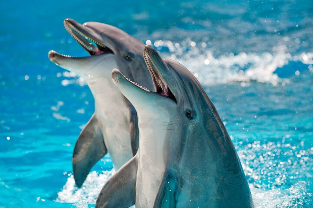 Dolphin Show With Transfer From Hurghada