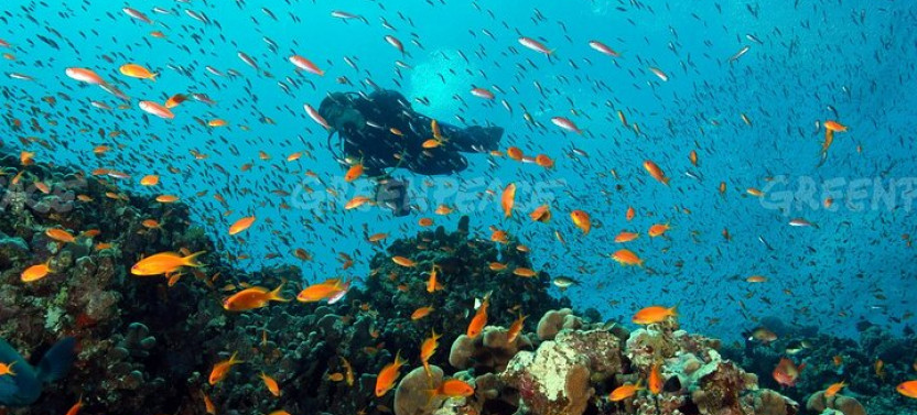 Samadai Reef Snorkelling Boat Trip From Marsa Alam