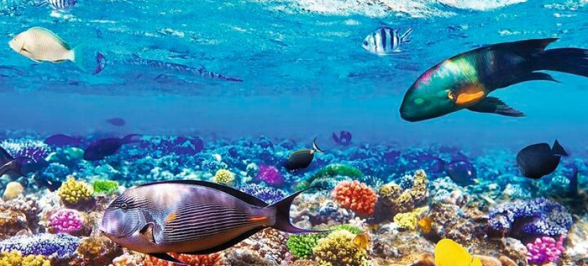 Samadai Reef Snorkelling Boat Trip From Marsa Alam
