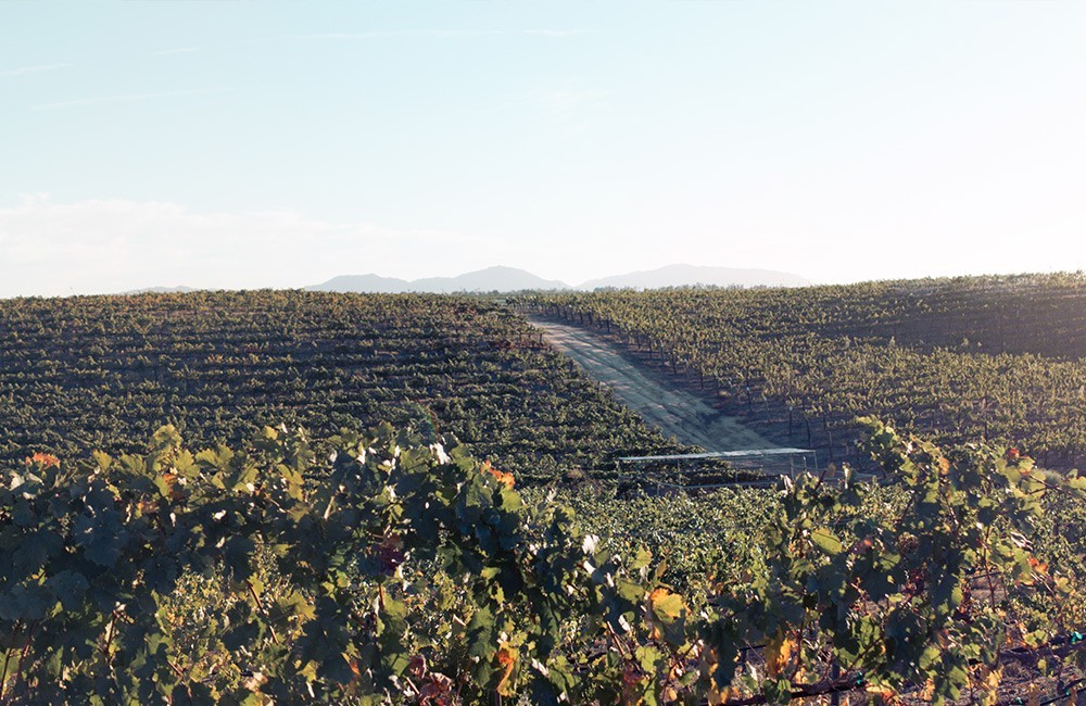 Wine Tasting Tour with Picnic Lunch Paso Robles Paso Robles