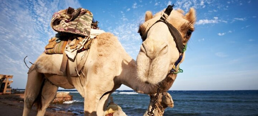 Canyon Salama & Dahab City Tour From Sharm El Sheikh