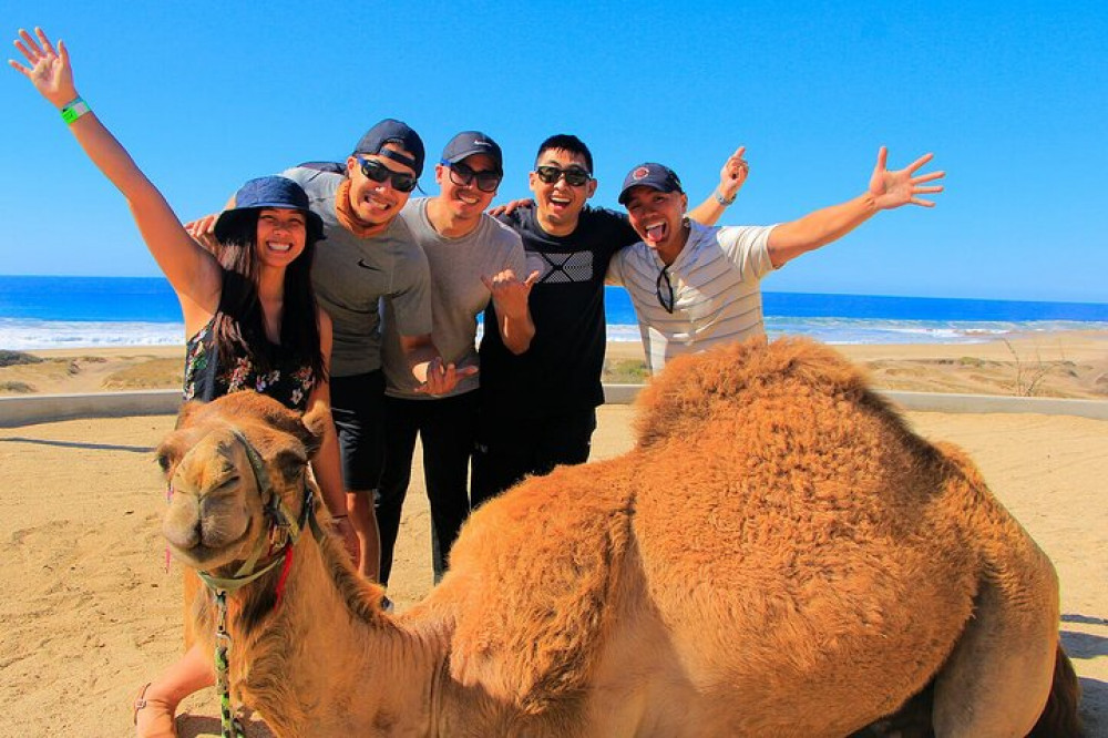 One Hour Camel Riding Adventure With Transfer In Hurghada