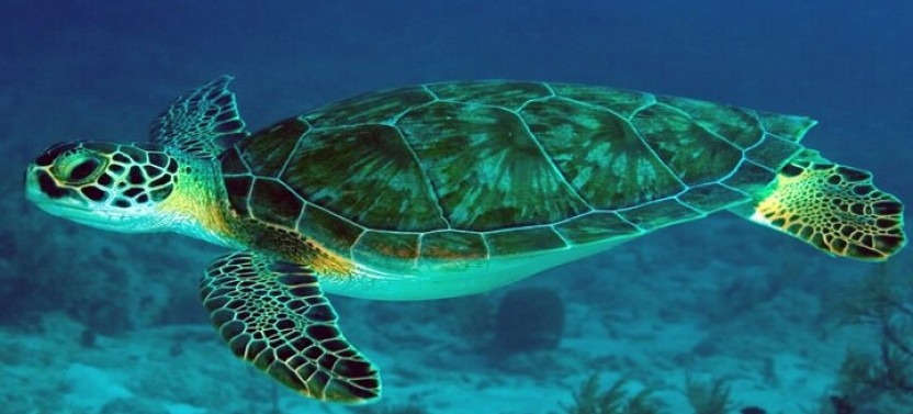 8 Hours Private Activity In Abu Dabab From Hurghada