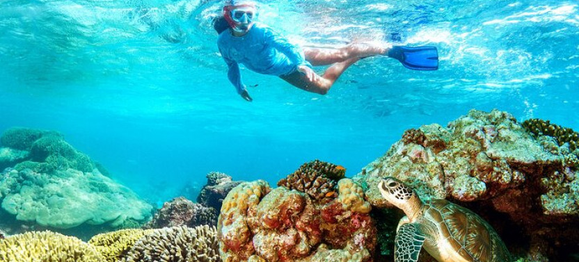 Marsa Alam: Snorkel With Sea Cows And Turtles At Marsa Mubarak