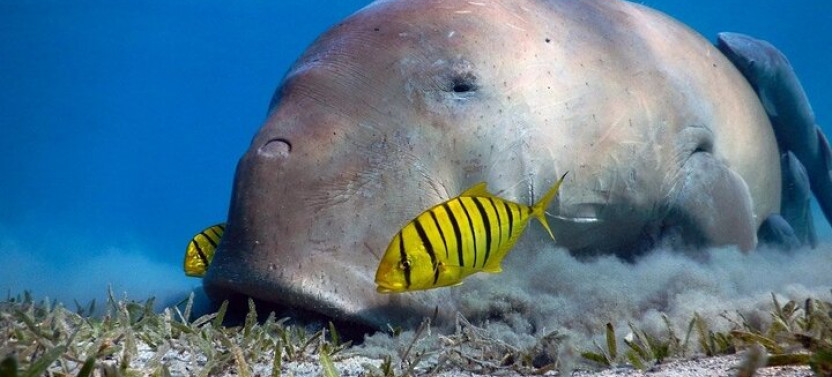 Marsa Alam: Snorkel With Sea Cows And Turtles At Marsa Mubarak