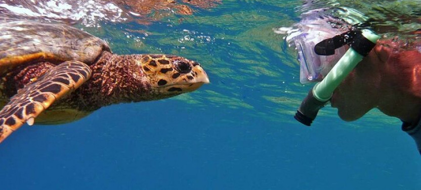 Marsa Alam: Snorkel With Sea Cows And Turtles At Marsa Mubarak